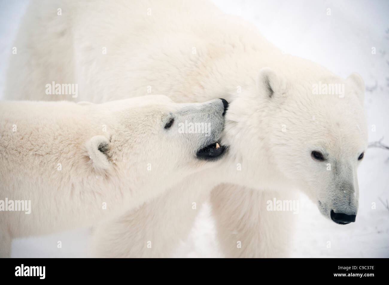 Eisbären sparring Kanada Stockfoto