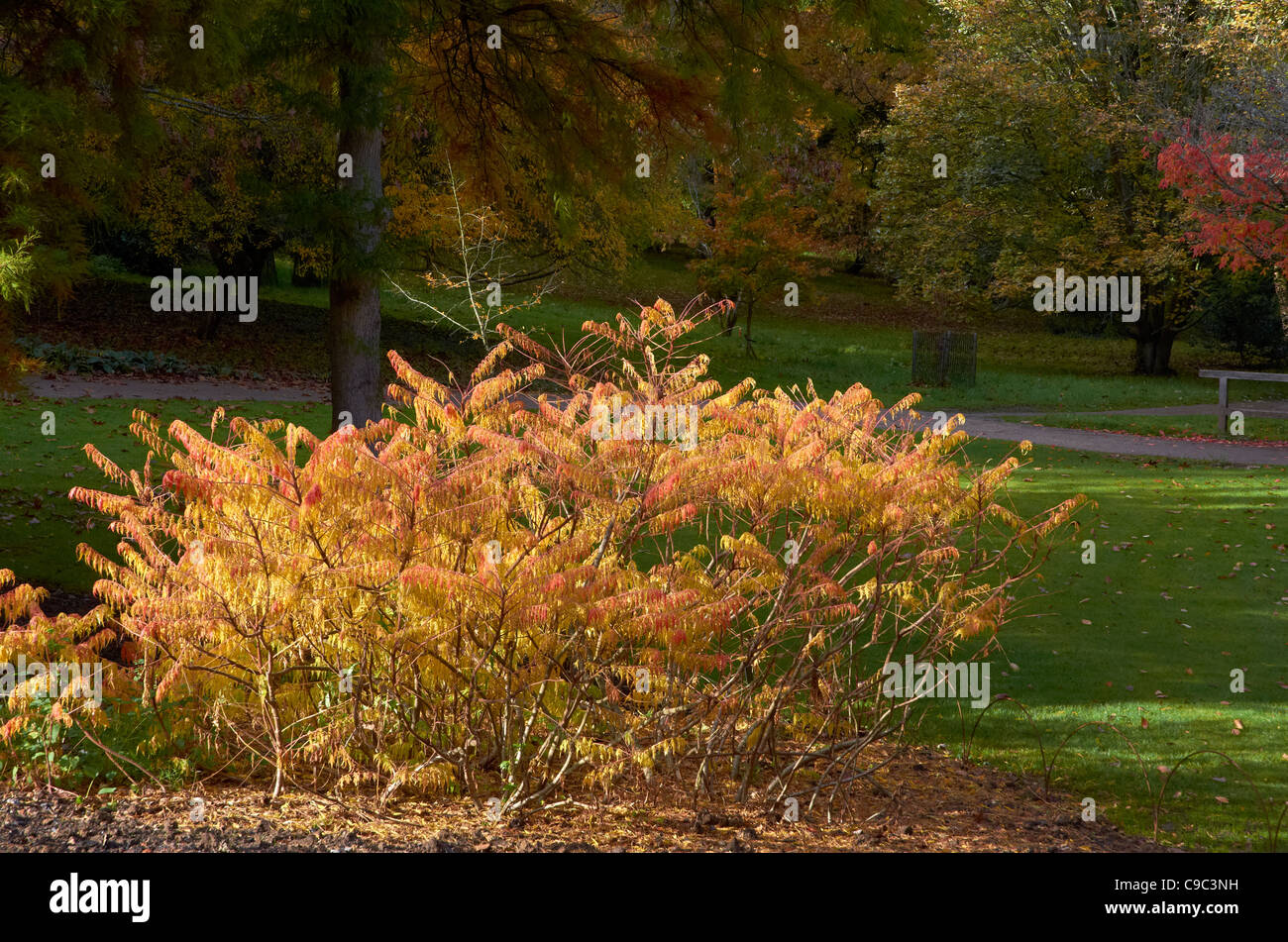 Herbstlichen Szenen und Farbe in The Sir Harold Hiller Gardens in der Nähe von Winchester, Hampshire, England Stockfoto