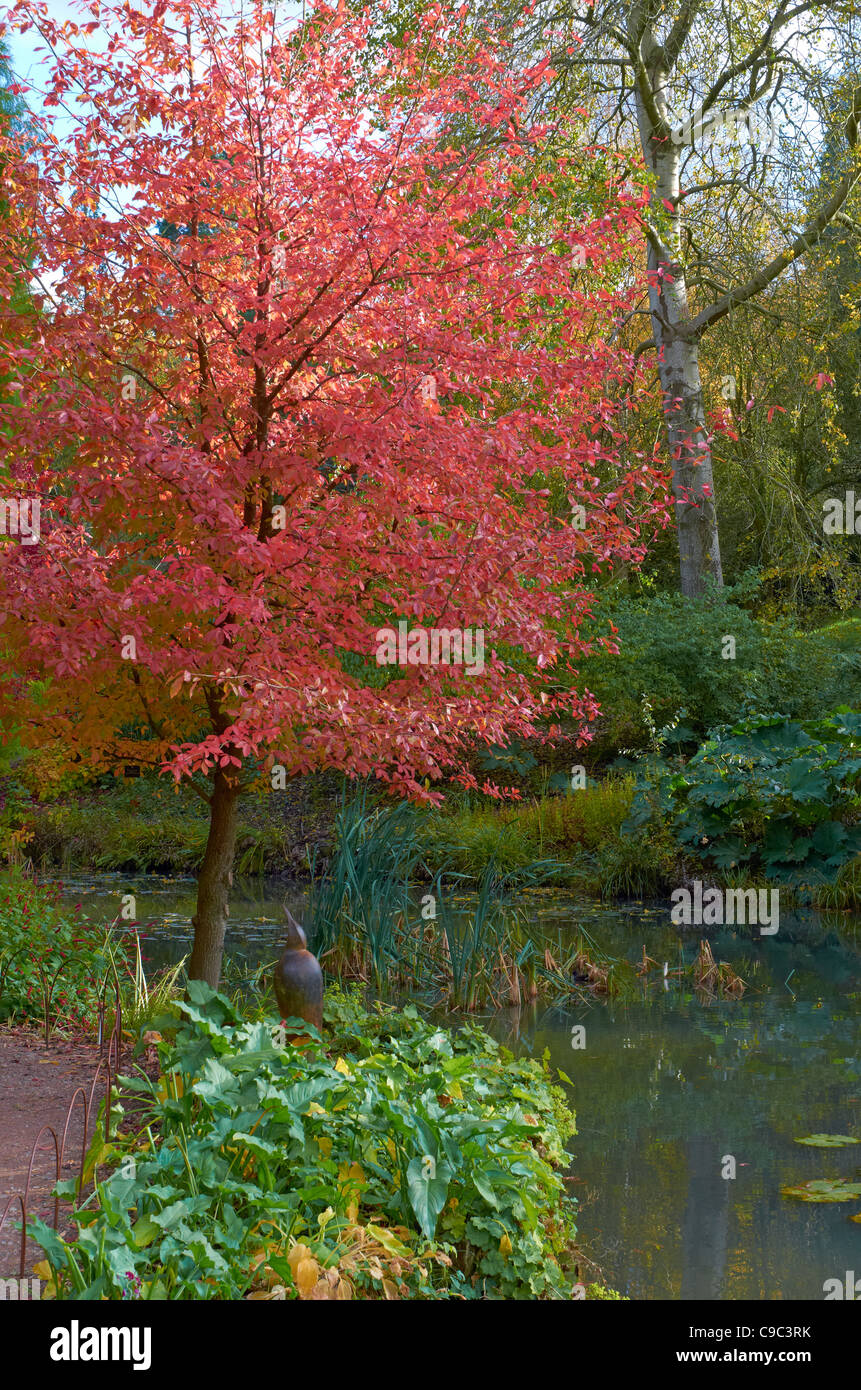 Herbstlichen Szenen und Farbe in The Sir Harold Hiller Gardens in der Nähe von Winchester, Hampshire, England Stockfoto