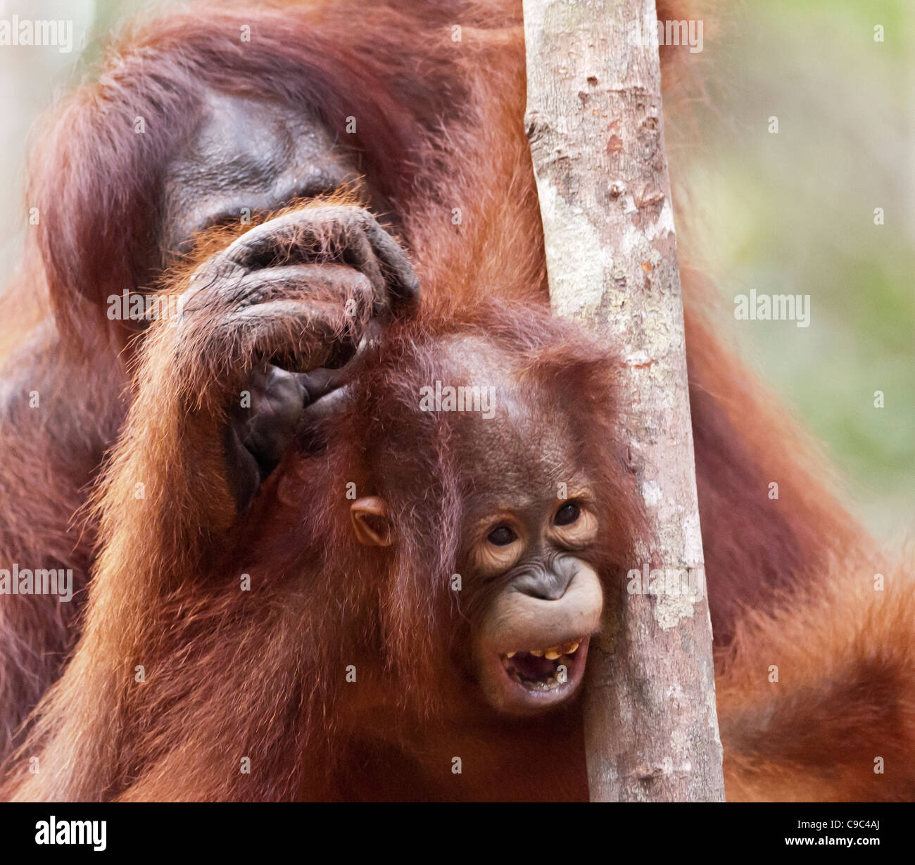 Ein Erwachsener weiblicher Orang-Utan pflegen ihre jungen Nachkommen. Quadratisches Format. Stockfoto