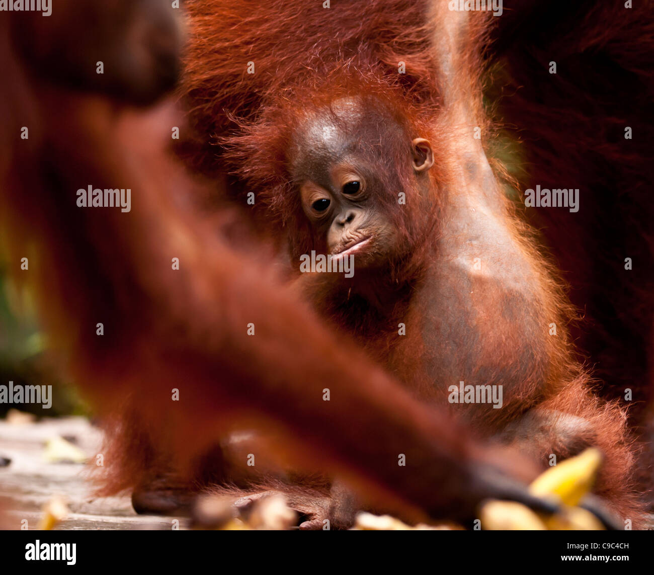 Sehr junge Orang-Utan hinter Erwachsenen Gliedmaßen. Stockfoto