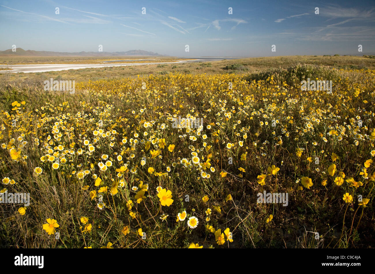 Kalifornien - Bereich der Wildblumen blühen in der Nähe von Soda Lake im Carrizo Plain National Monument. Stockfoto
