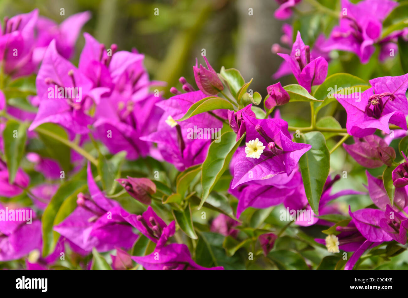 Papier Blume (Bougainvillea glabra anderiana') Stockfoto