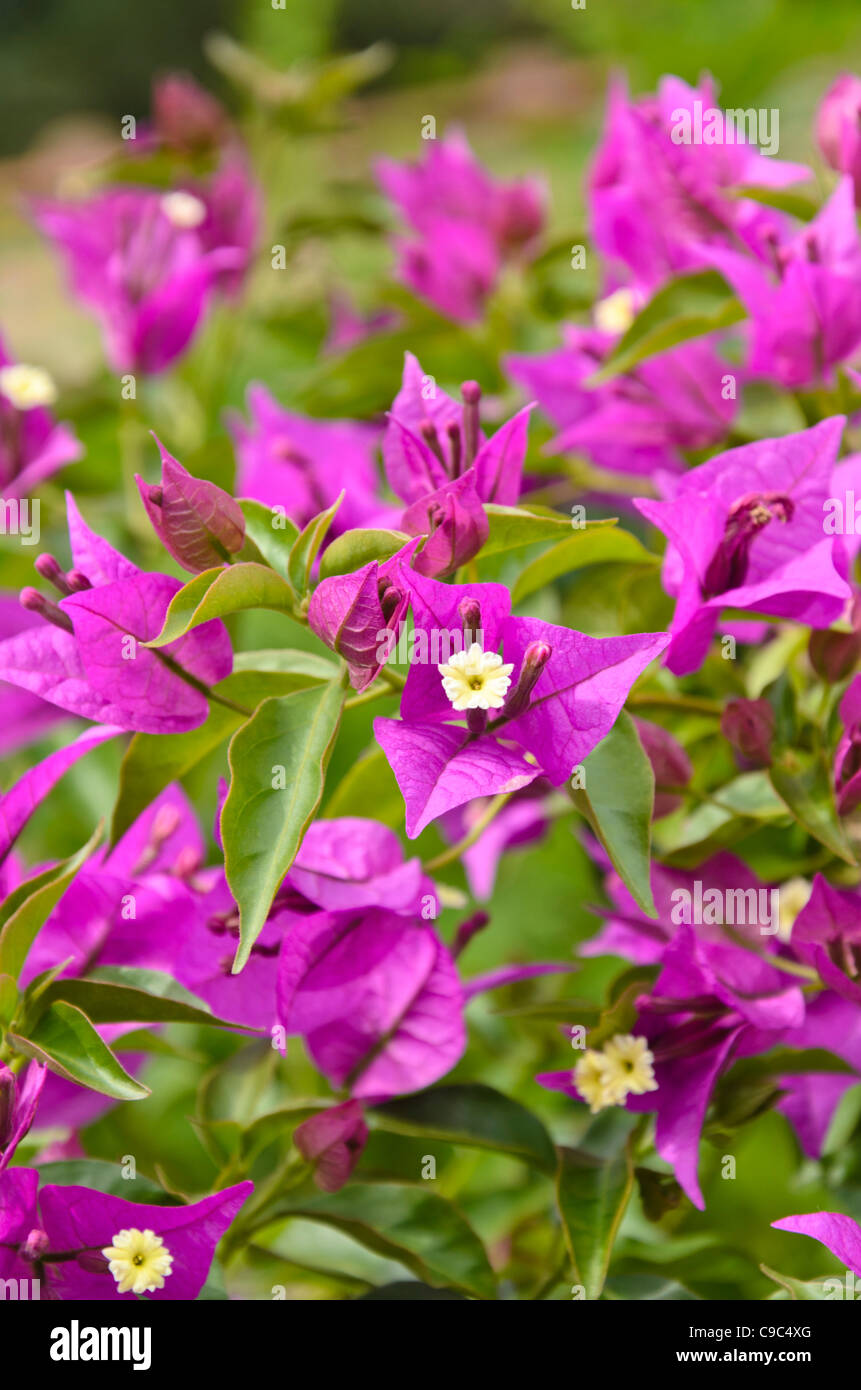 Papier Blume (Bougainvillea glabra anderiana') Stockfoto