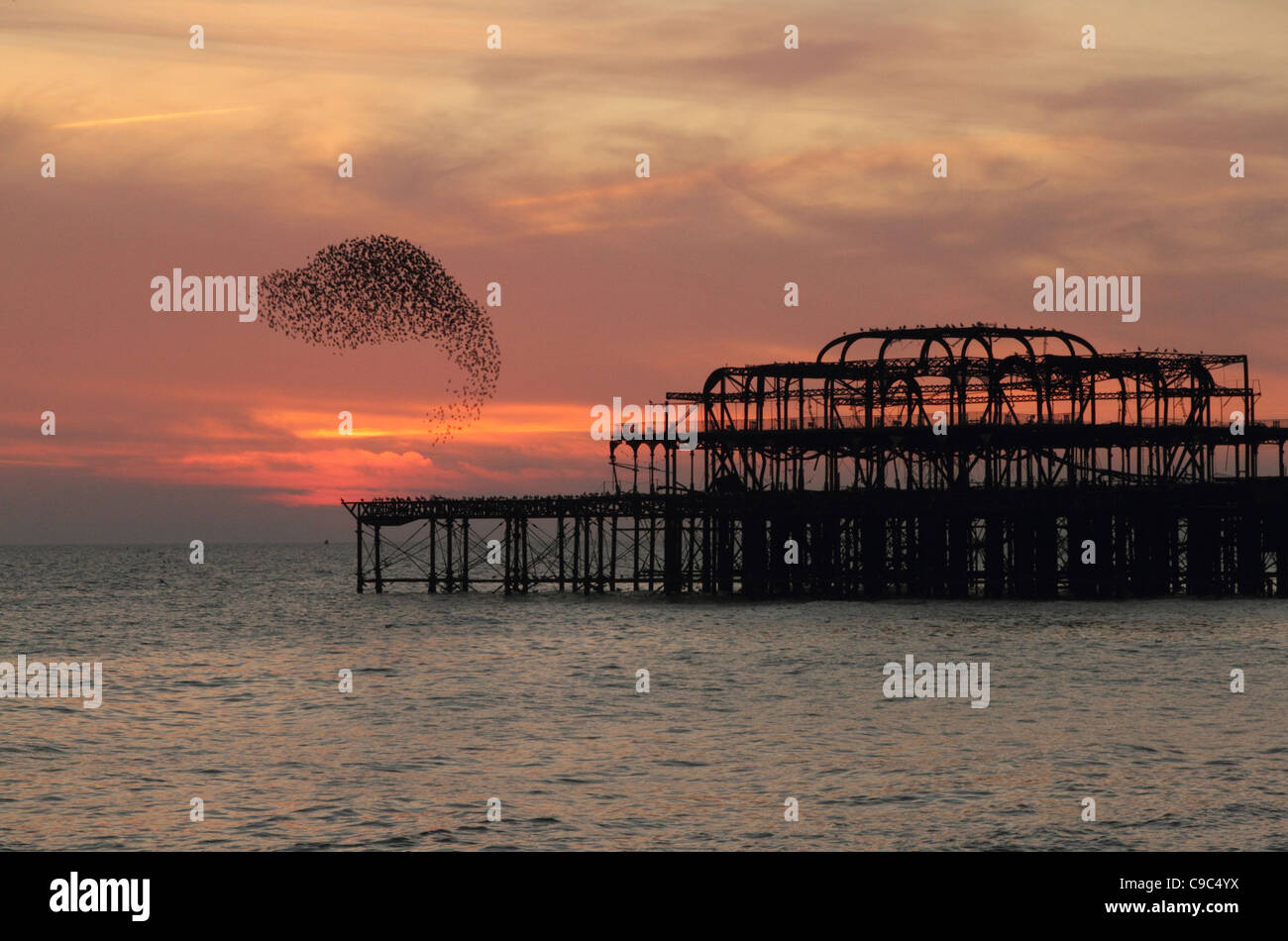 Stare fliegen in Formation um Brightons West Pier bei Sonnenuntergang Stockfoto