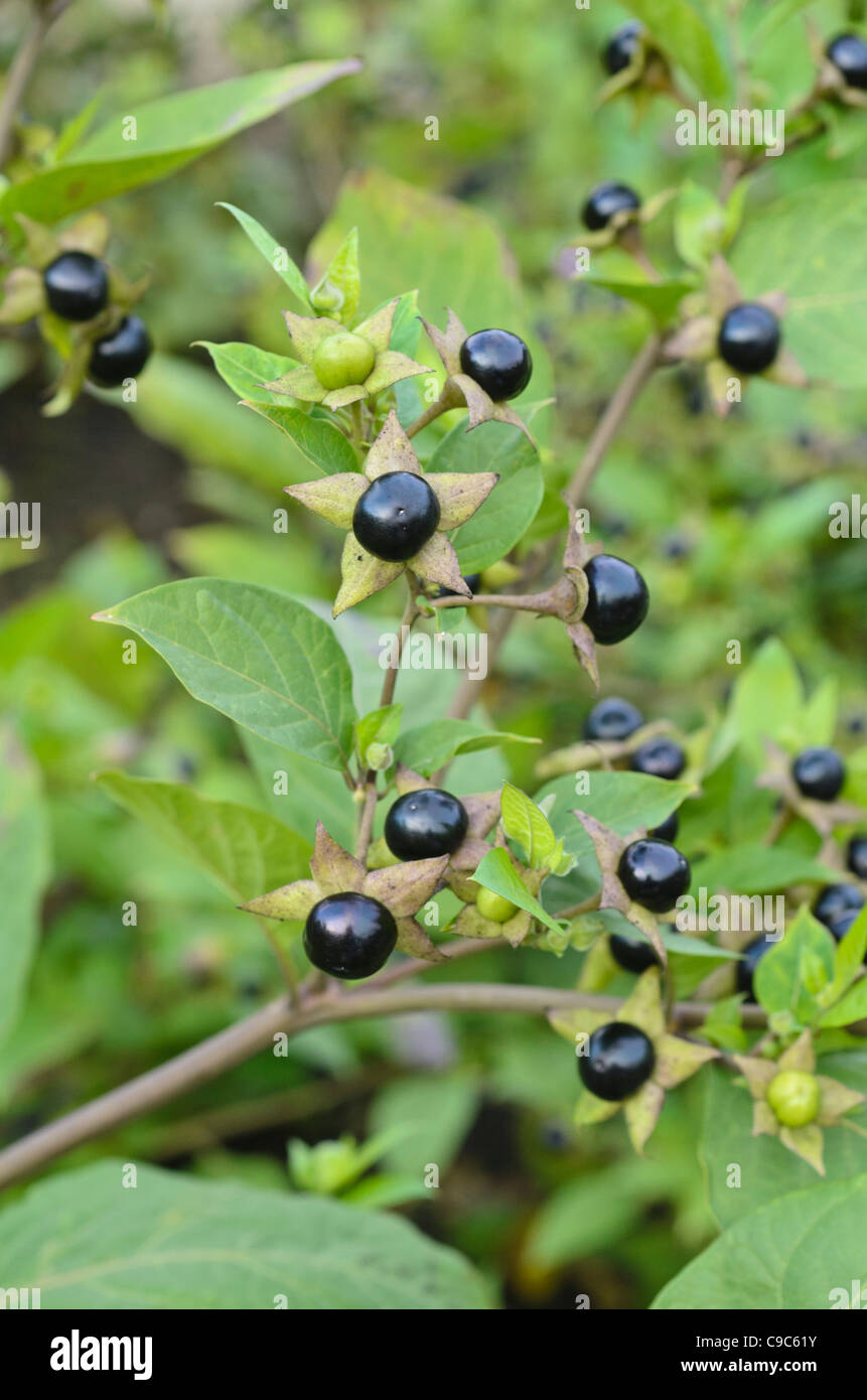 Tollkirsche (atropa Bella-donna) Stockfoto