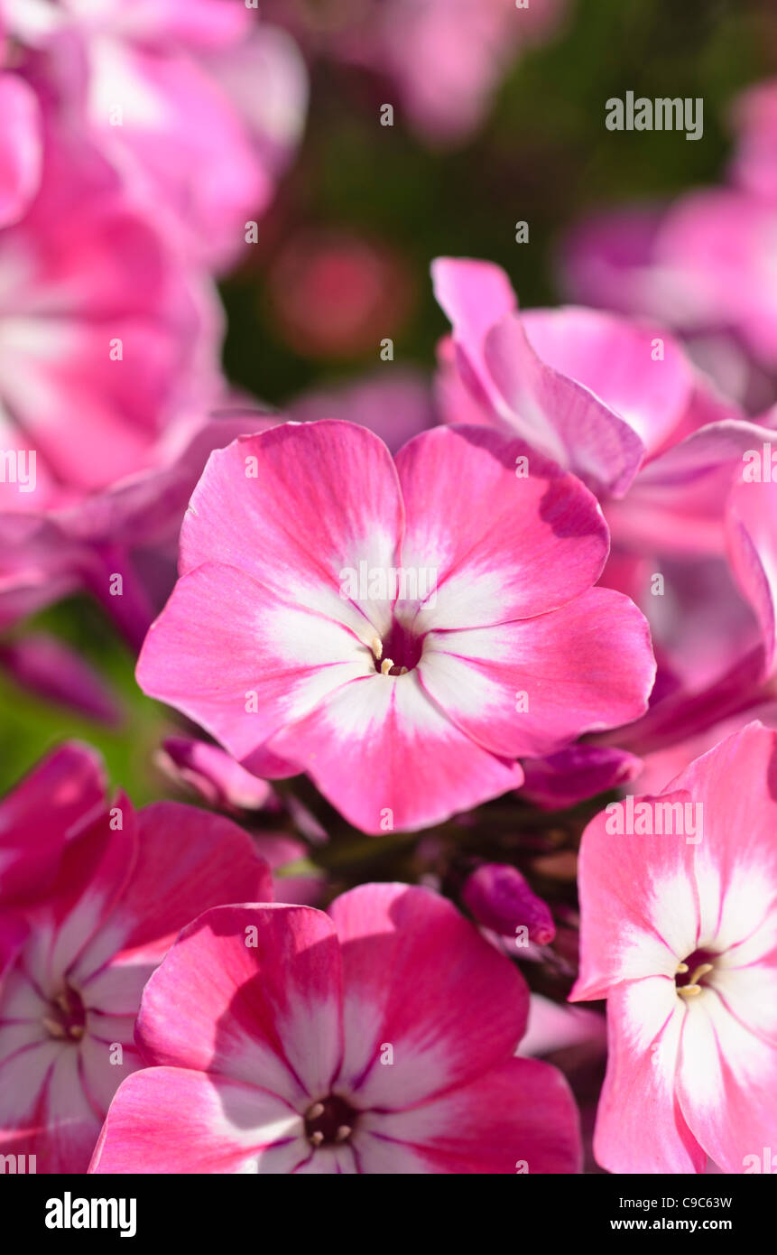 Garten Phlox (Phlox paniculata 'Pink eye Flamme") Stockfoto