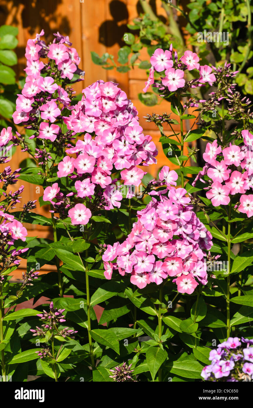 Garten Phlox (Phlox paniculata 'Pink eye Flamme") Stockfoto