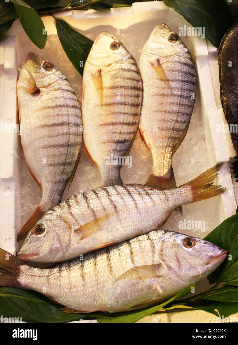 Frischfisch - Sand Steenbaras Stockfoto