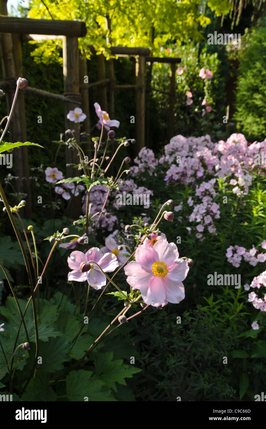 Japanische Anemone (Anemone Hupehensis var. Japonica) und Garten-Phlox (Phlox Paniculata). Design: Marianne und Detlef Lüdke Stockfoto