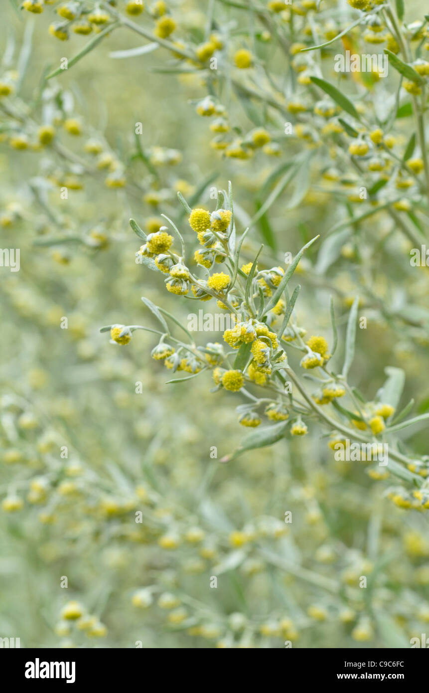 Grand Wermut (Artemisia Absinthium) Stockfoto