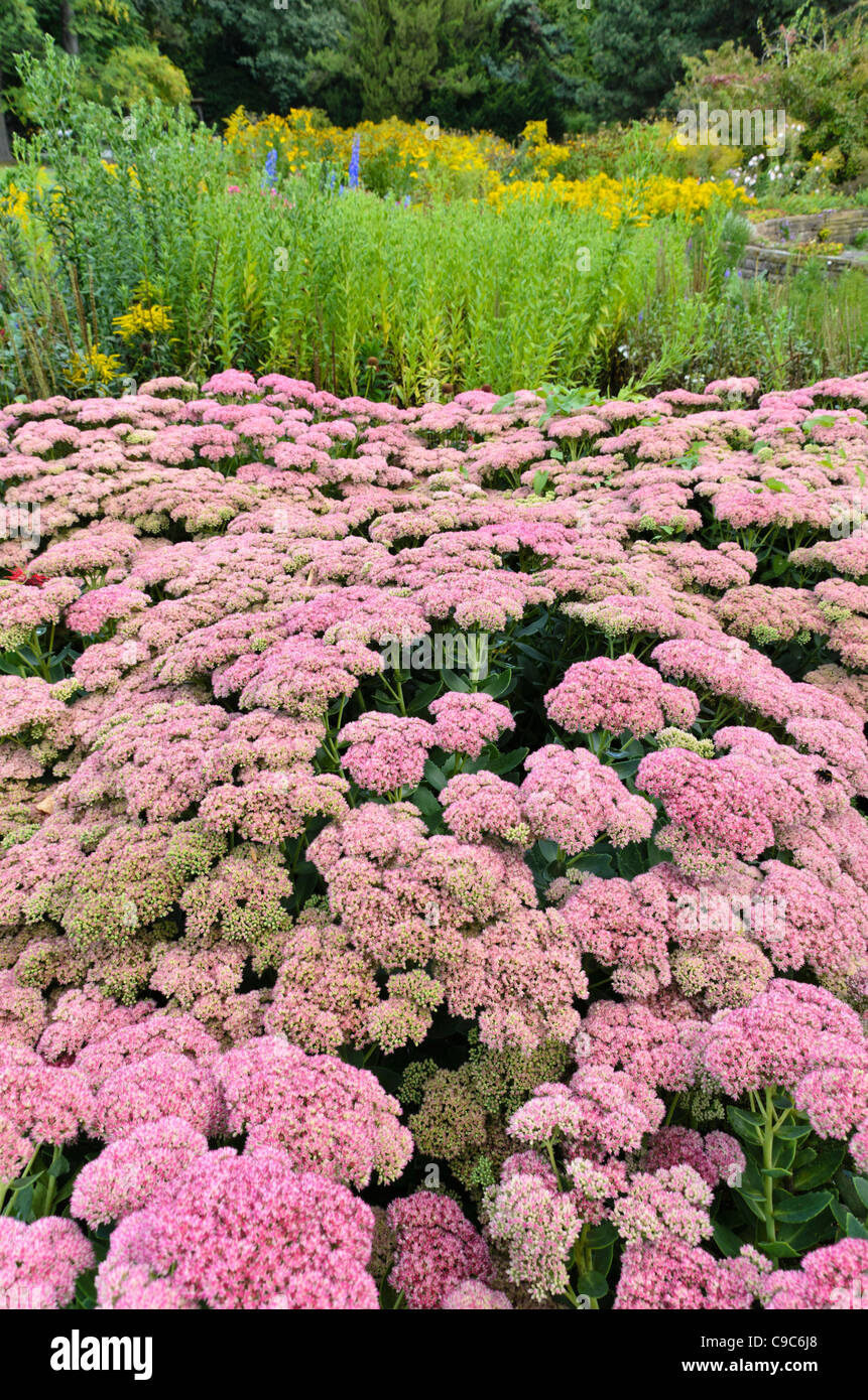 Orpine (Sedum telephium 'herbstfreude' syn. hylotelephium telephium 'herbstfreude') Stockfoto