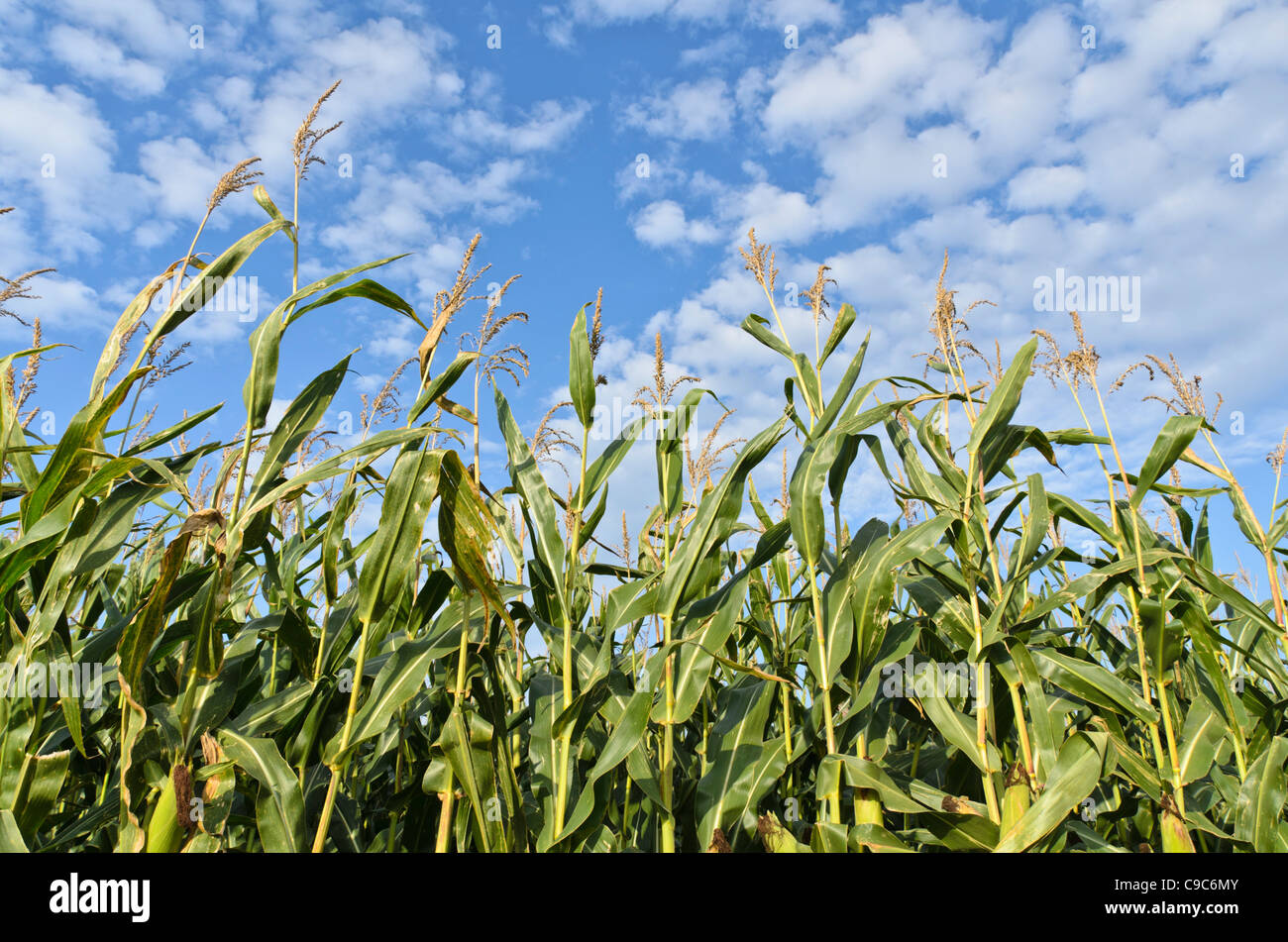 Mais (Zea mays) Stockfoto