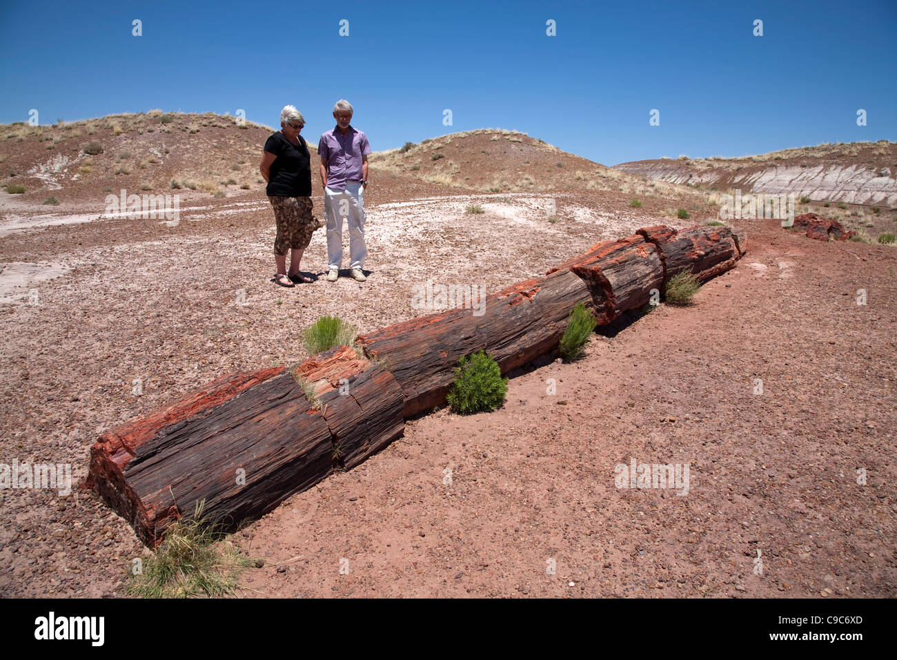 Touristen auf der Suche auf einen versteinerten Baumstamm im Petrified Forest National Park in Arizona USA an einem sonnigen Sommertag Stockfoto