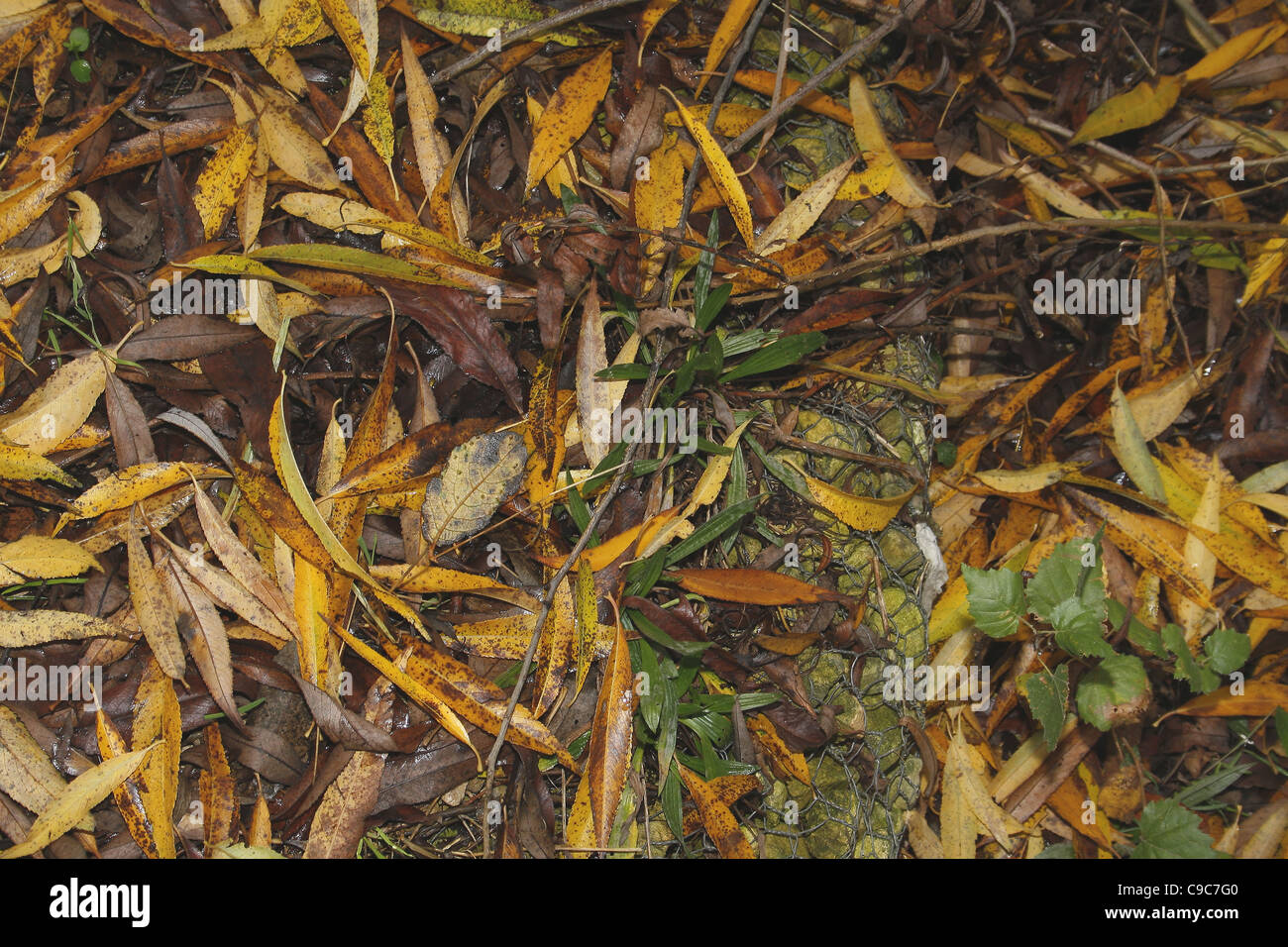 gelbe und braune Weiden verlässt am Boden. Worksop, Notts, England Salix alba Stockfoto