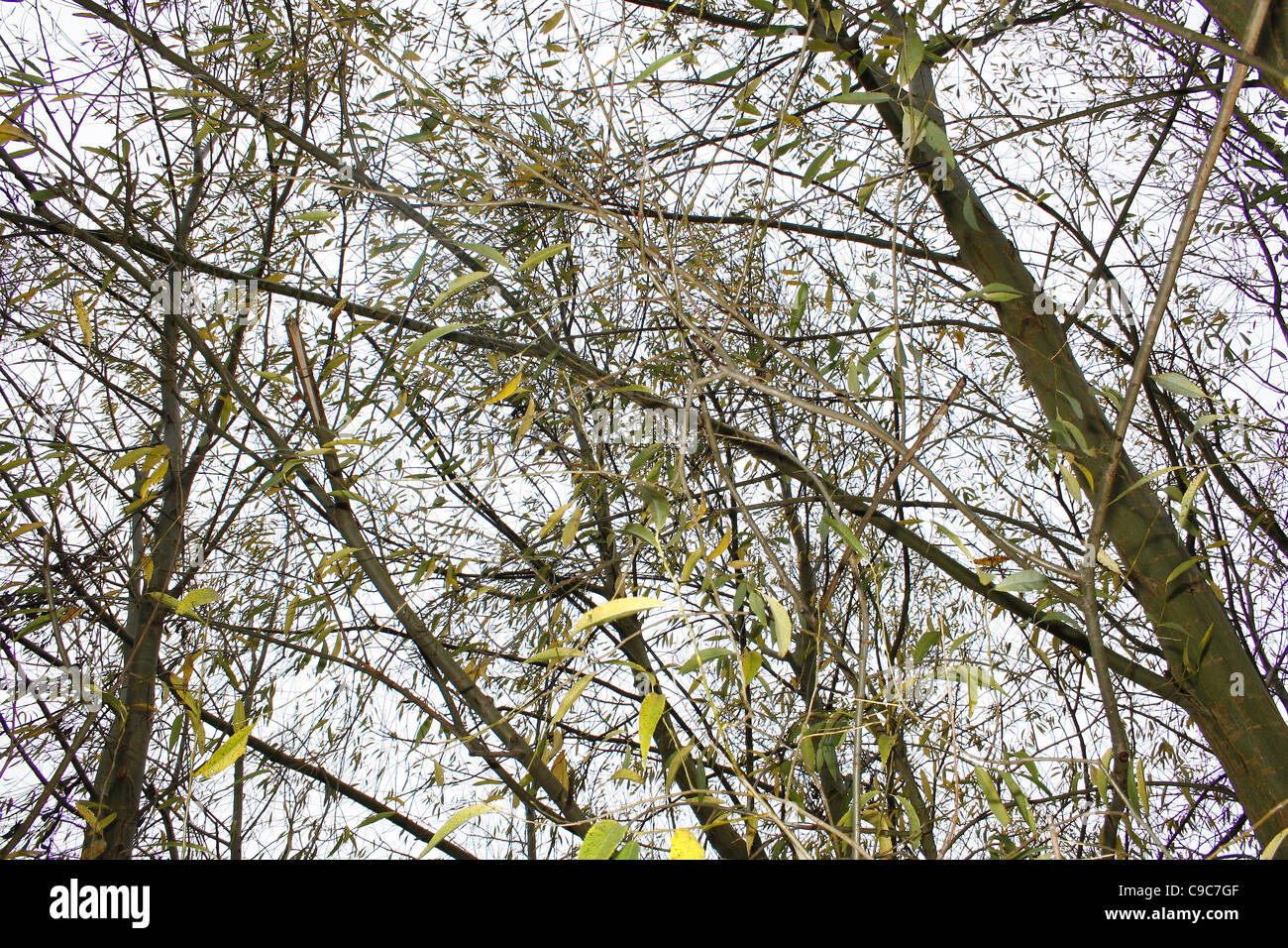 Bild von Weiden gegen blasse Herbsthimmel. Worksop, Habenichtse, England Salix alba Stockfoto
