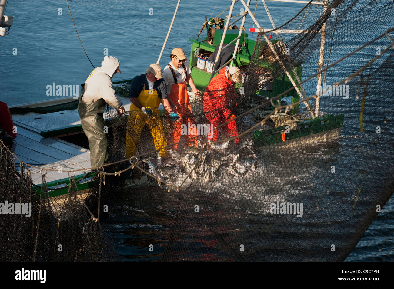 Fischer auf eine Reefnet Lachs Angeln Boot schleppen eine Netze voller pazifischen Wildlachs in das Leben zu halten, für einen qualitativ hochwertigen Fang. Stockfoto