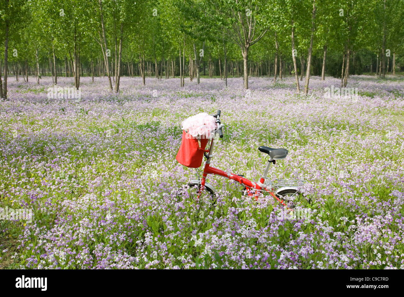 Roten Fahrrad mit Rosen im Korb vorn in der Blumenwiese. Stockfoto