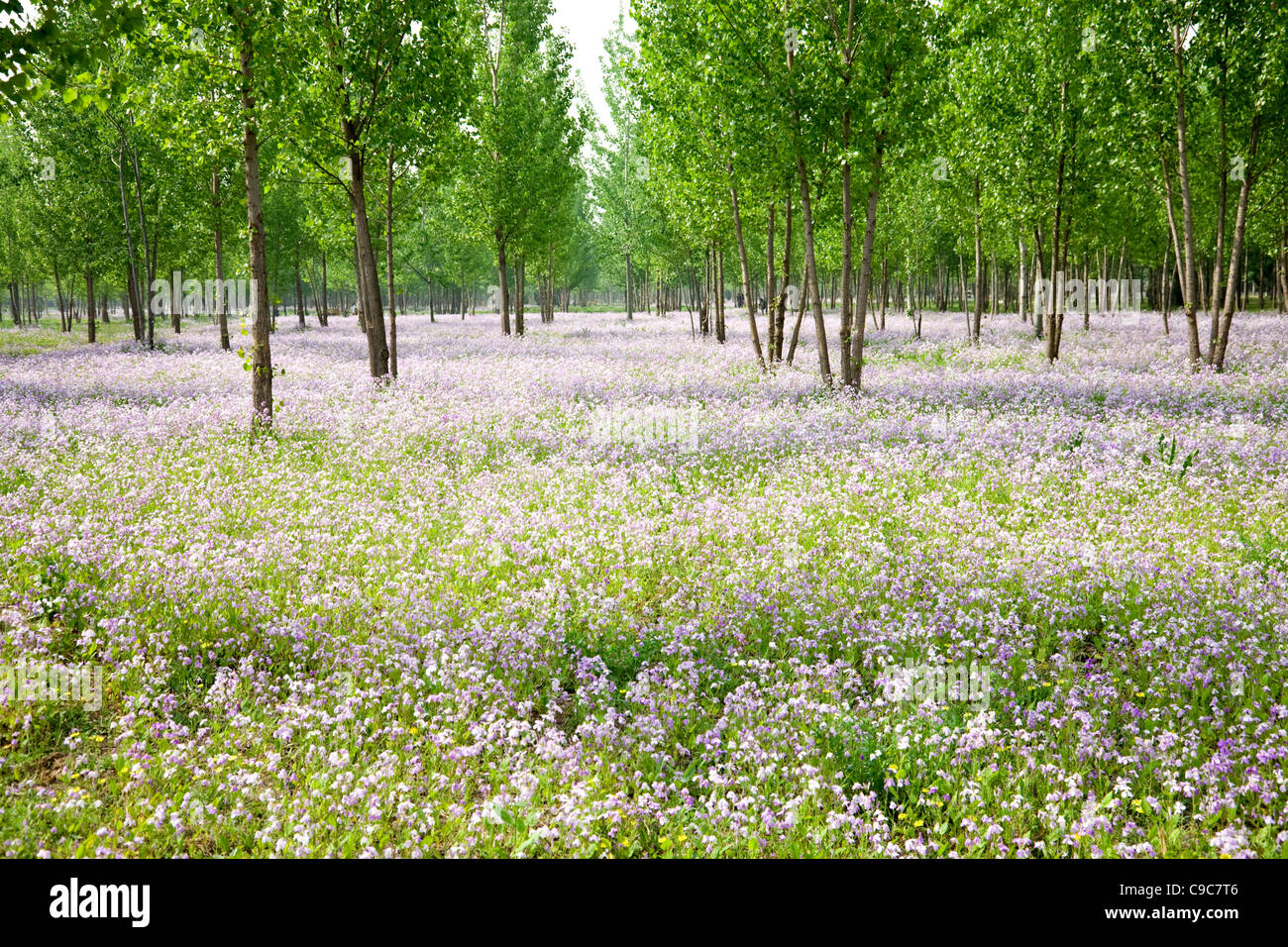 Frühling-Blumenwiese Stockfoto