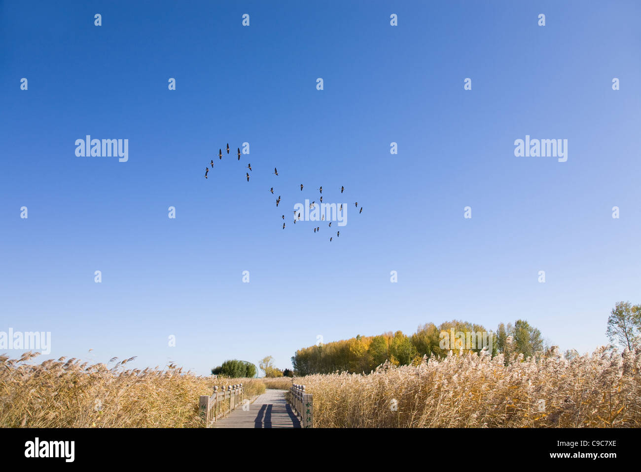 Herde von breiten Gans über gelbe Grünland gegen blauen Himmel fliegen Stockfoto