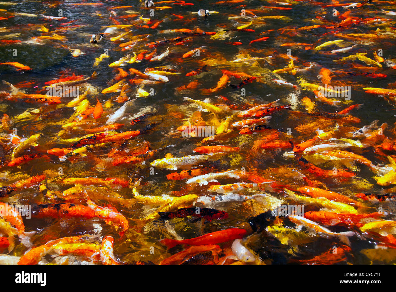 Koi-Teich mit bunten Fischen gefüllt Stockfoto