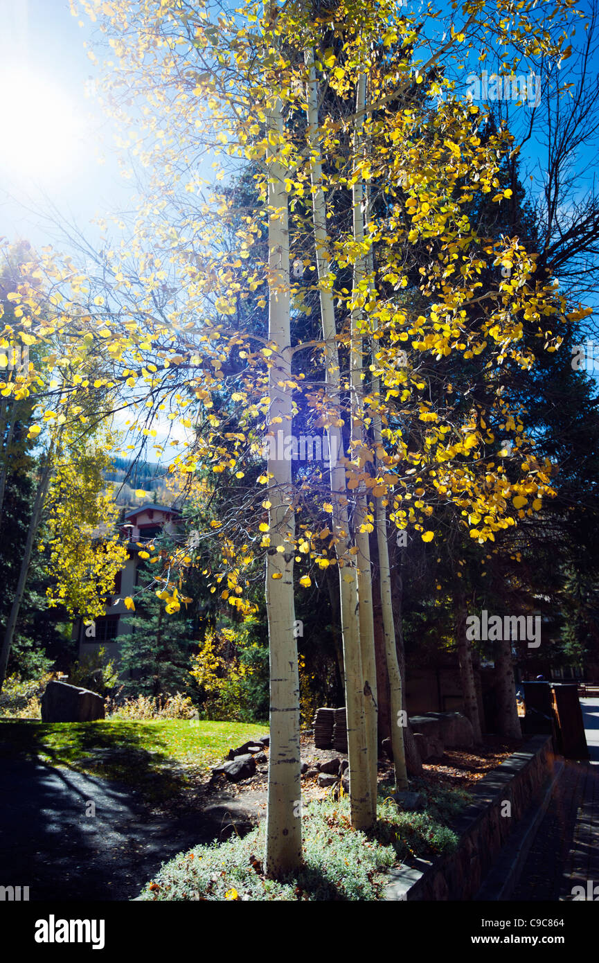 Vail Colorado im Herbst kurz vor Skisaison mit Sonne Streulicht durch die herbstliche Espe Bäume. Stockfoto