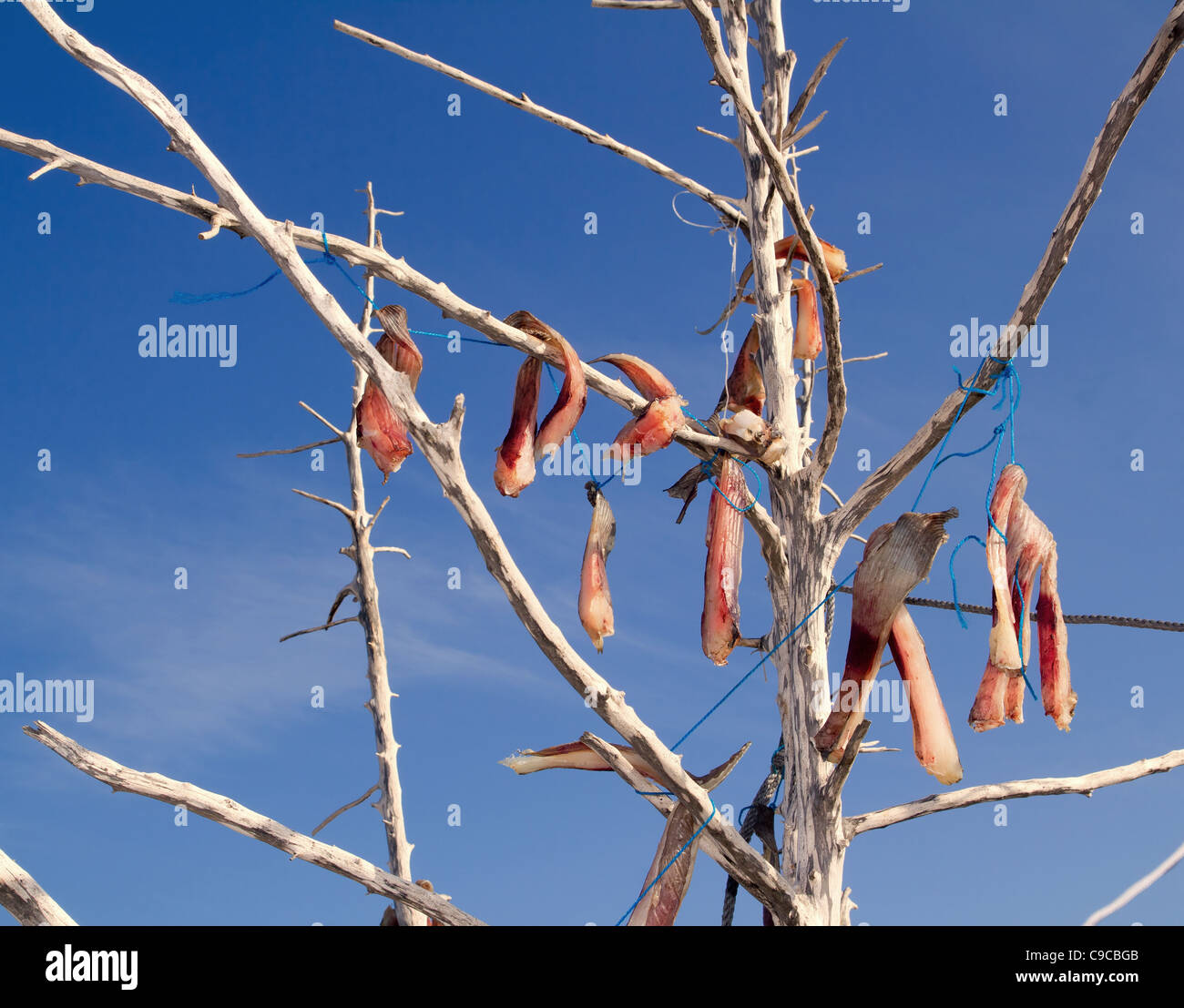 luftgetrocknet, gesalzener Fisch mediterranen Stil auf Ästen in Balearen Stockfoto