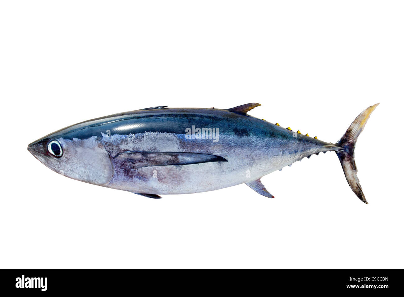 Weißer Thun Thunnus Alalunga Fisch isoliert auf weiss Stockfoto