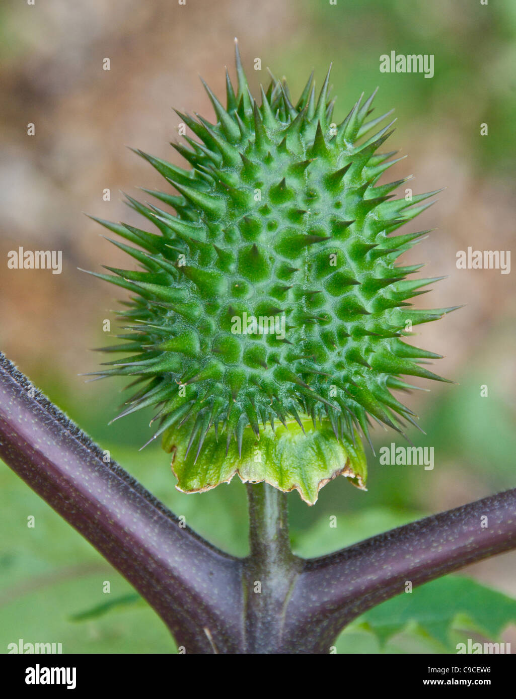 Thornapple Thorn Apple Apfel-Dorn-giftige Pflanze auch bekannt als Jimson Unkraut Stockfoto