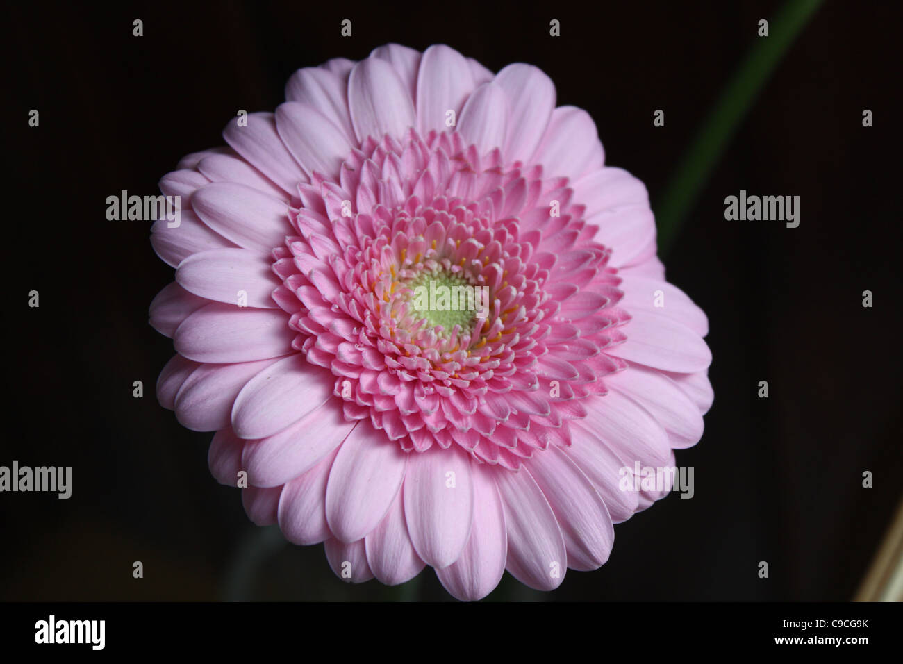 Rosa Gerbera, Nahaufnahme, schwarzer Hintergrund Stockfoto