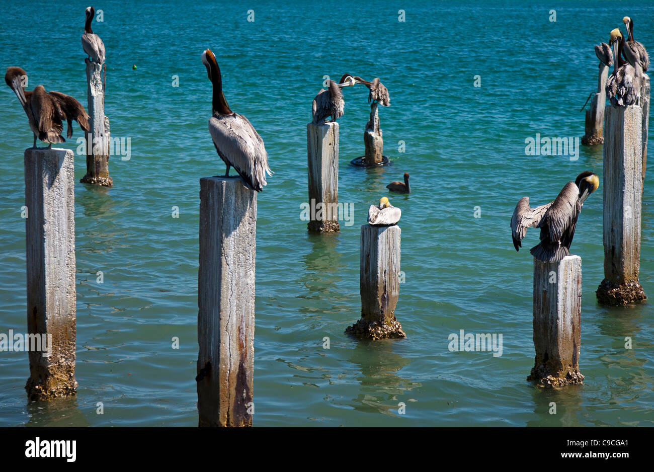 Pelikane auf hölzernen Pfählen stehend Stockfoto