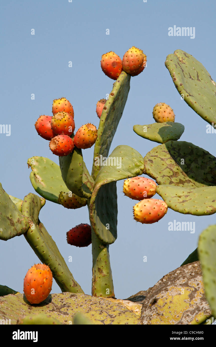 Stachelige Birne Kaktus Frucht, Sardinien, Italien. Stockfoto