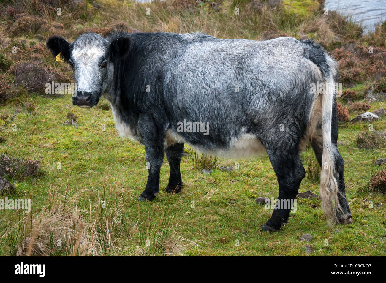 Rinder grasen auf Tokavaig auf der Isle Of Skye, Schottland, Vereinigtes Königreich Stockfoto