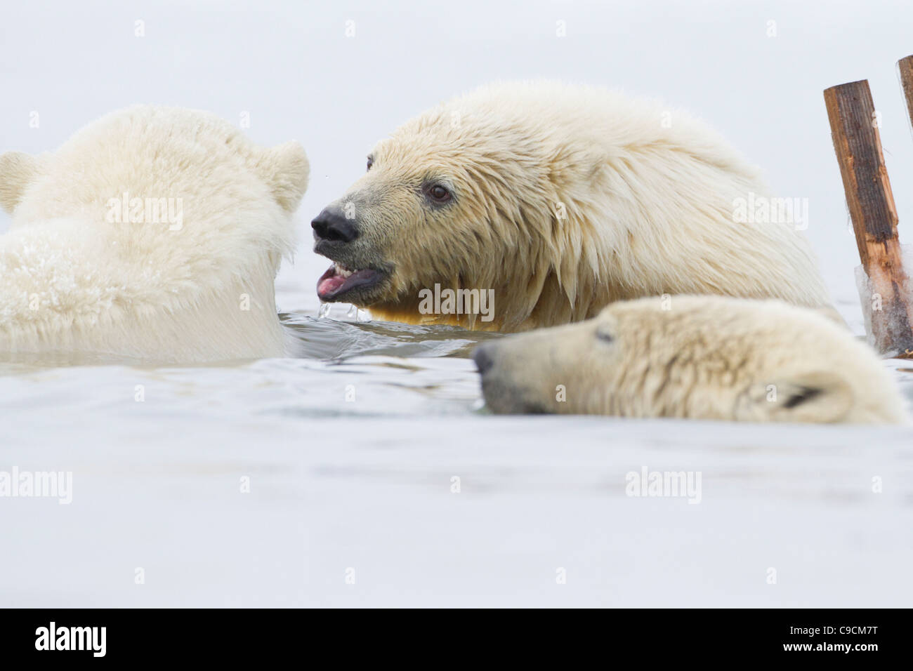 Polar Bear Cubs (Ursus Maritimus) spielen in der Beaufortsee nur off einen Strand bei Kaktovik, Barter Island, Alaska im Oktober Stockfoto