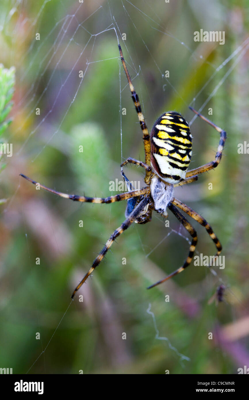 Wasp Spider; Argiope Bruennichi; Web; Cornwall; UK Stockfoto