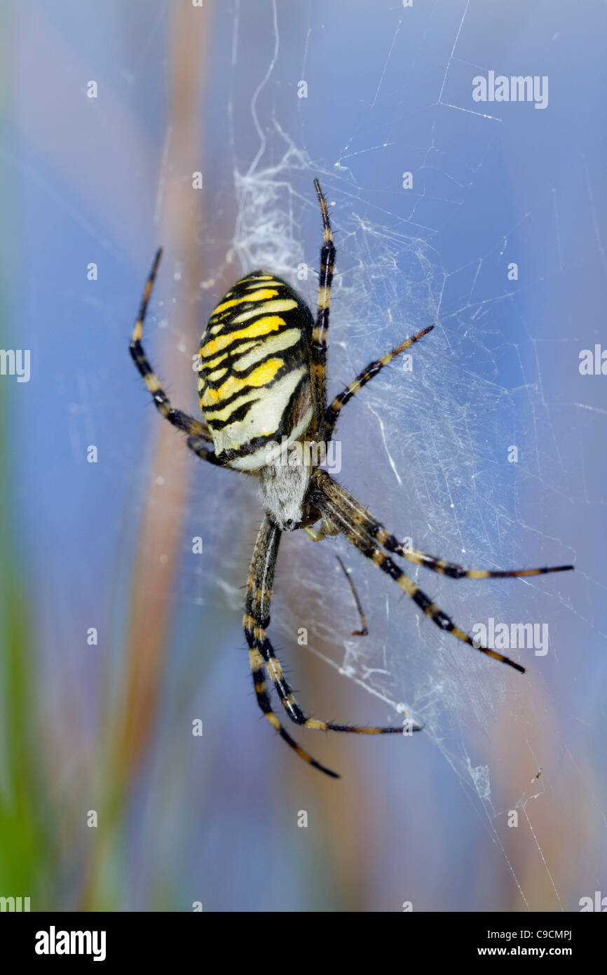 Wasp Spider; Argiope Bruennichi; Web; Cornwall; UK Stockfoto