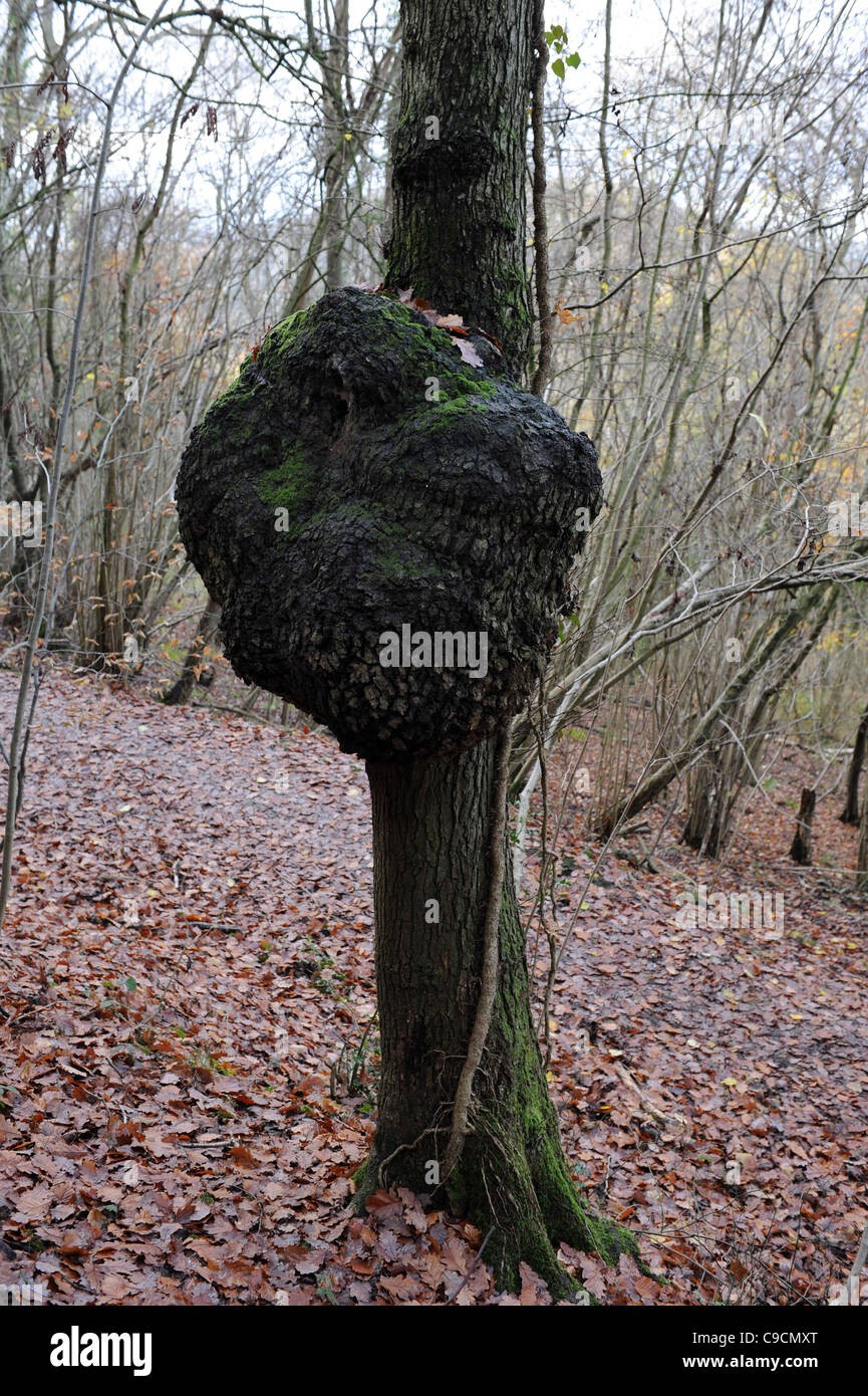Baumstamm mit Grat oder Grat im britischen Waldland England Großbritannien Stockfoto