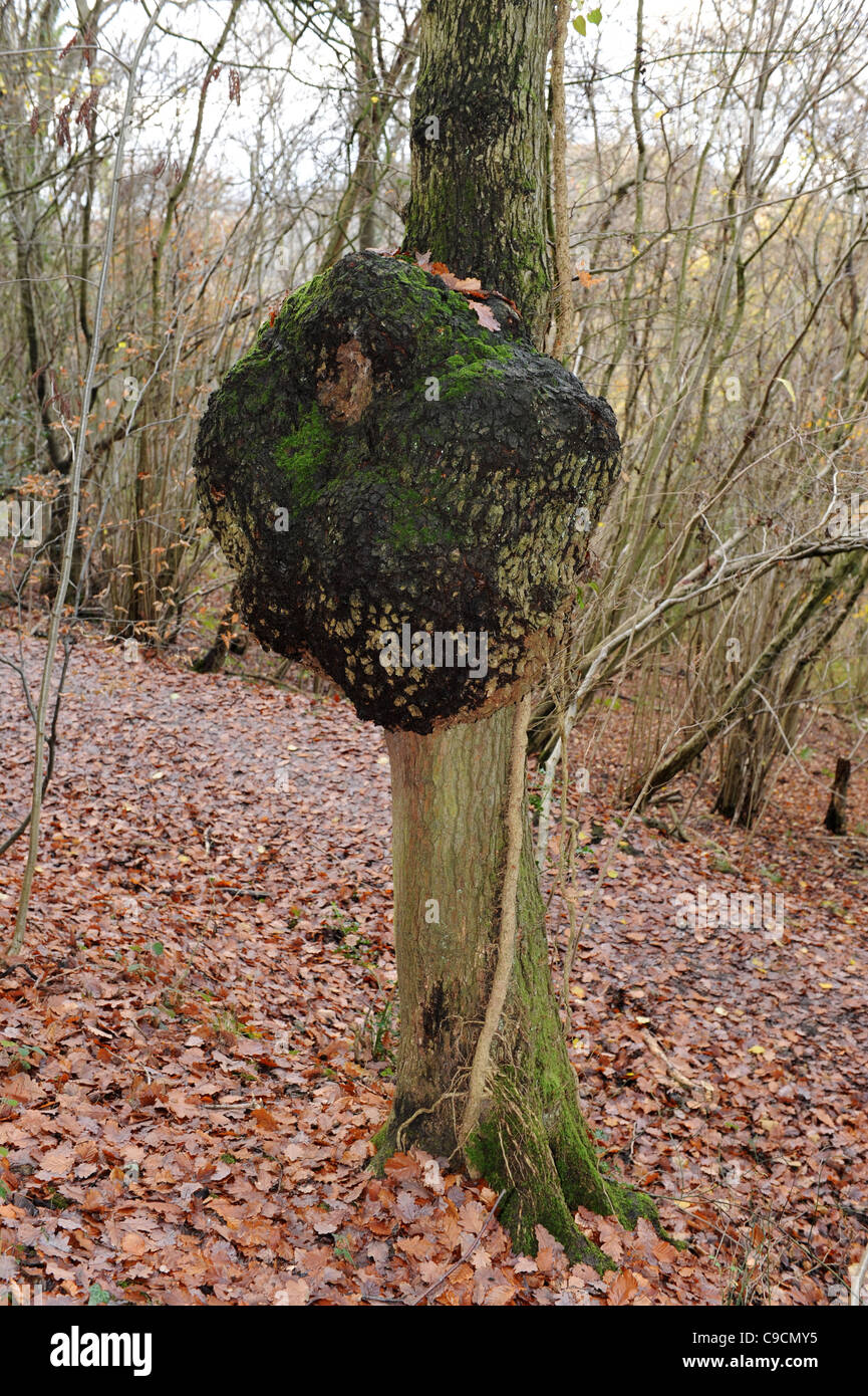 Baumstamm mit Grat oder Grat im britischen Waldland England Großbritannien Stockfoto