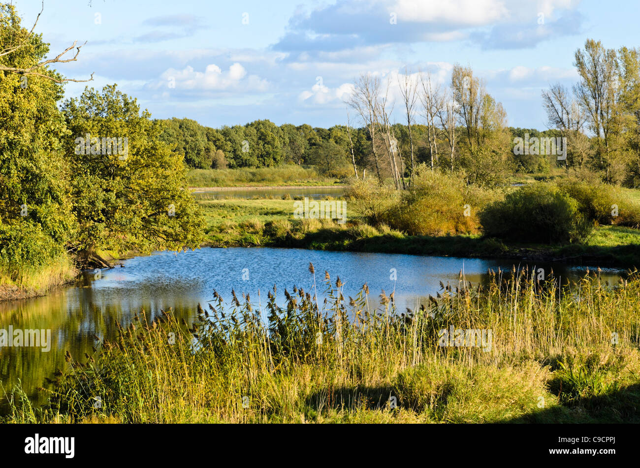 Alluvial Landschaft, oderwiesen Nature Reserve, Frankfurt/Oder, Deutschland Stockfoto