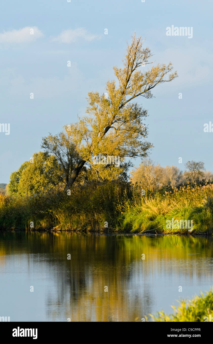 Alluvial Landschaft, oderwiesen Nature Reserve, Frankfurt/Oder, Deutschland Stockfoto