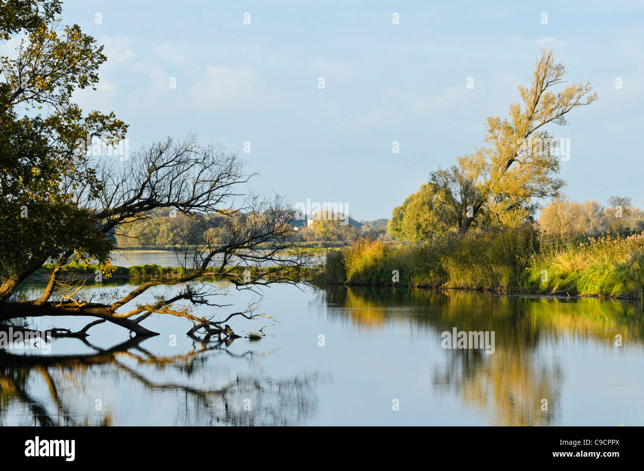 Alluvial Landschaft, oderwiesen Nature Reserve, Frankfurt/Oder, Deutschland Stockfoto