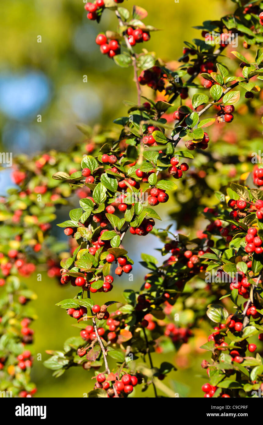 Verbreitung cotoneaster (Cotoneaster 'Granat') Stockfoto