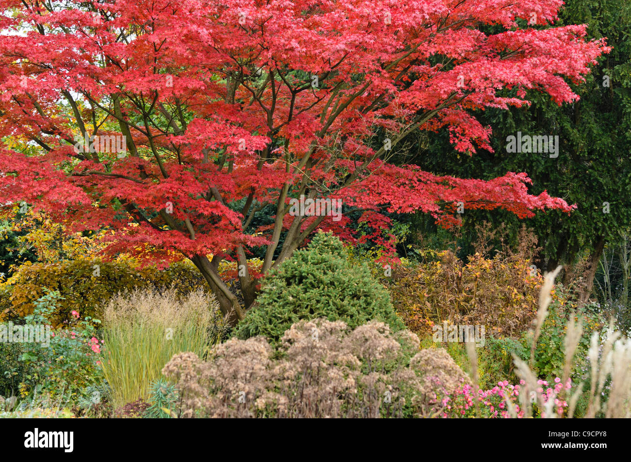 Japanischer Ahorn (Acer palmatum 'autumn Glory') Stockfoto