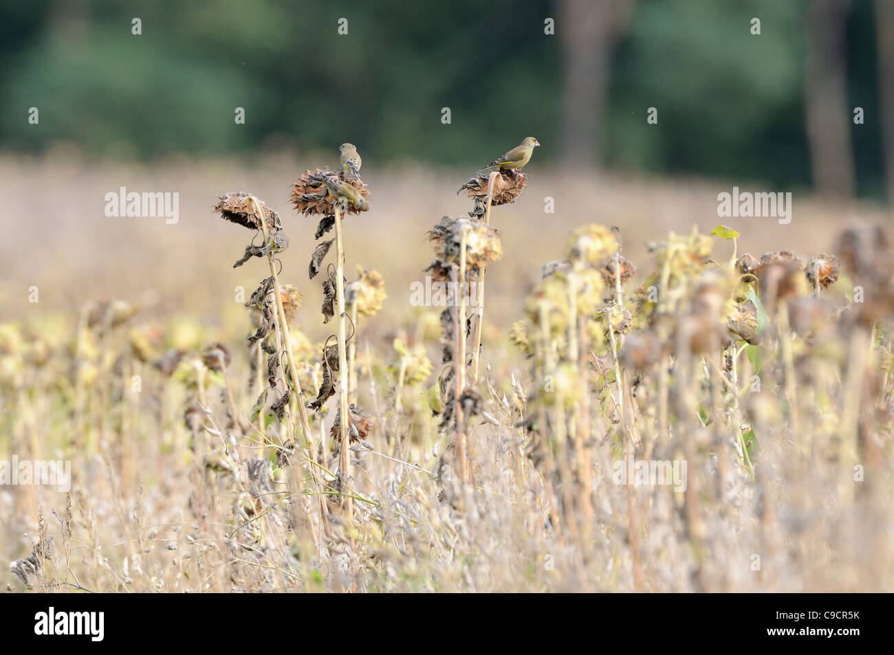 Grünfinken, Zuchtjahr Chloris, Fütterung auf Sonnenblumen Seedheads als Spiel Zwischenfrucht, Norfolk, UK, November Stockfoto