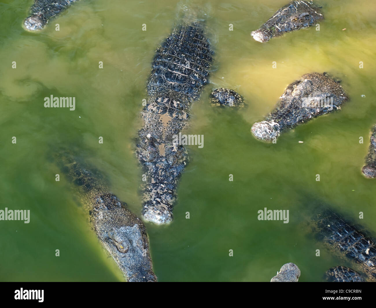 Krokodile lauern aus dem schlammigen Wasser, für die Tierwelt, Natur, Safari-Themen Stockfoto