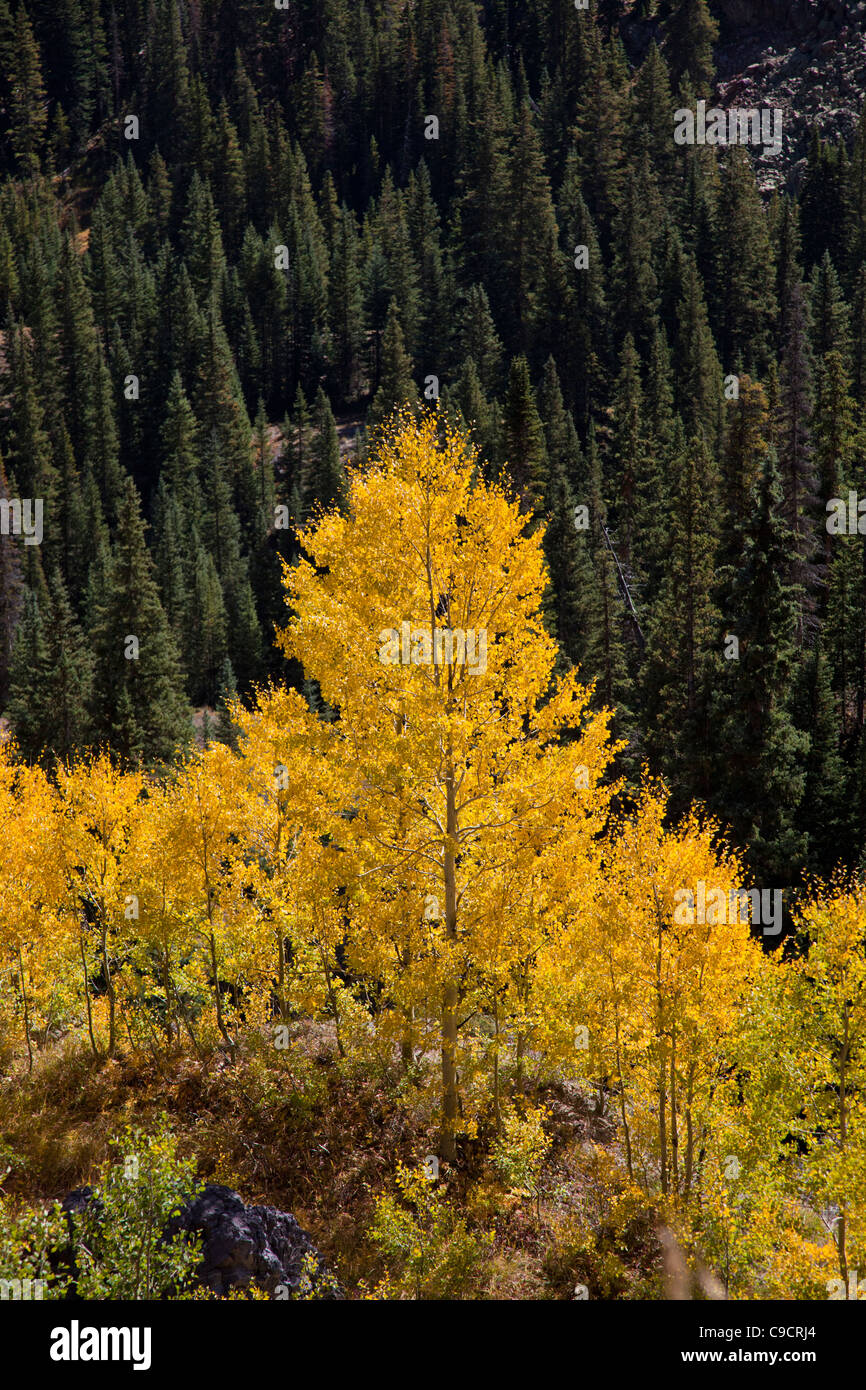 Herbstfarbe entlang der Million Dollar Highway (US 550) als Bestandteil der San Juan Skyway Scenic Byway in Colorado. Stockfoto