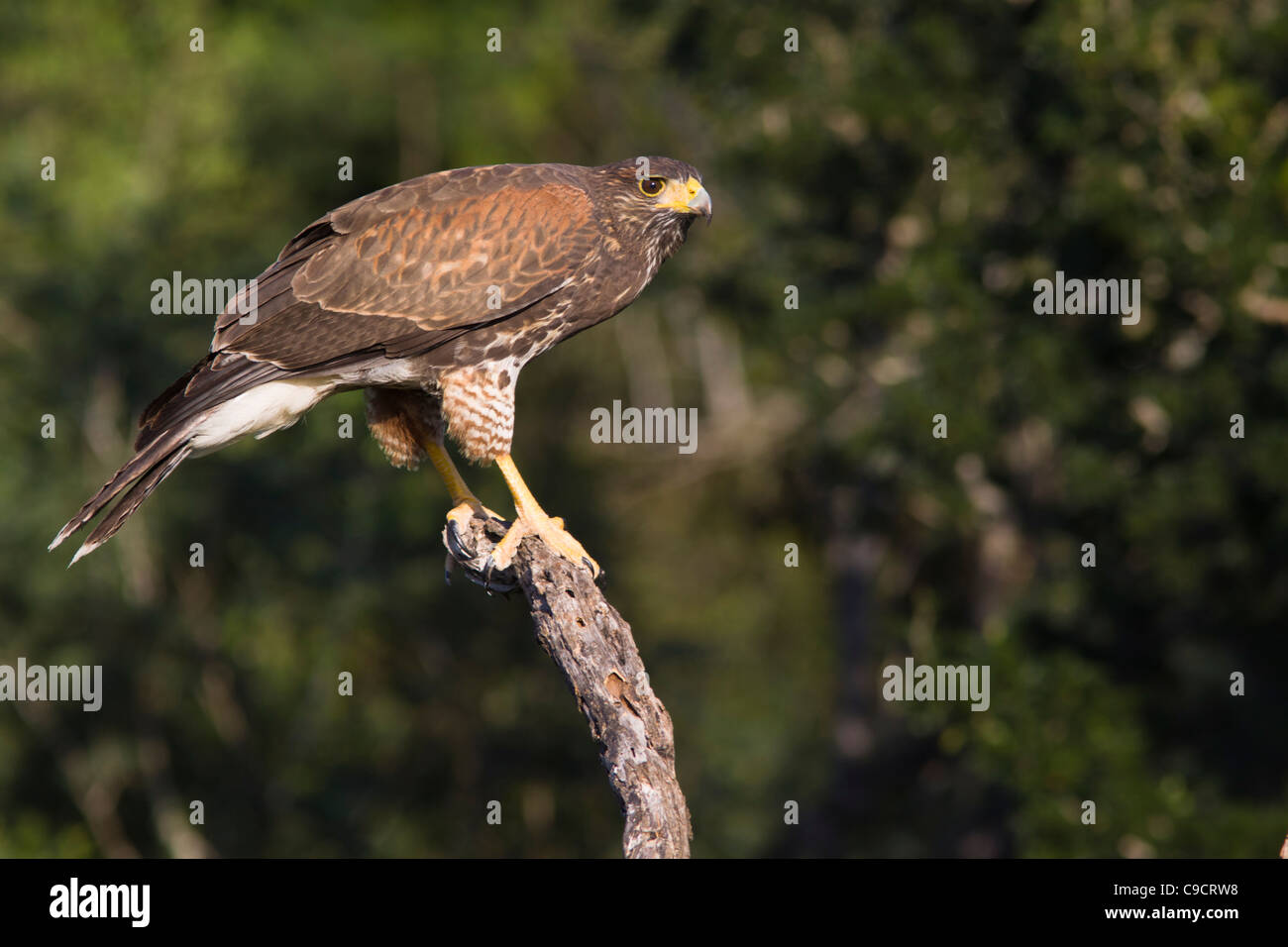 Harris Hawk, Parabuteo Unicinctus auf Dos Venadas Ranch im Süden von Texas. Stockfoto