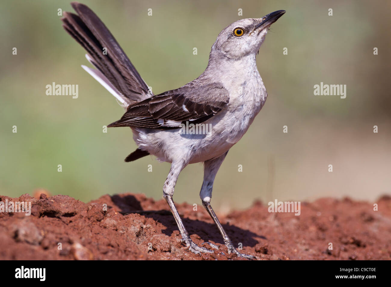Nördlicher Mockingbird, Mimus polyglottos, der auf einer Ranch in Süd-Texas nach Entspannung von der Sommerhitze sucht. Stockfoto