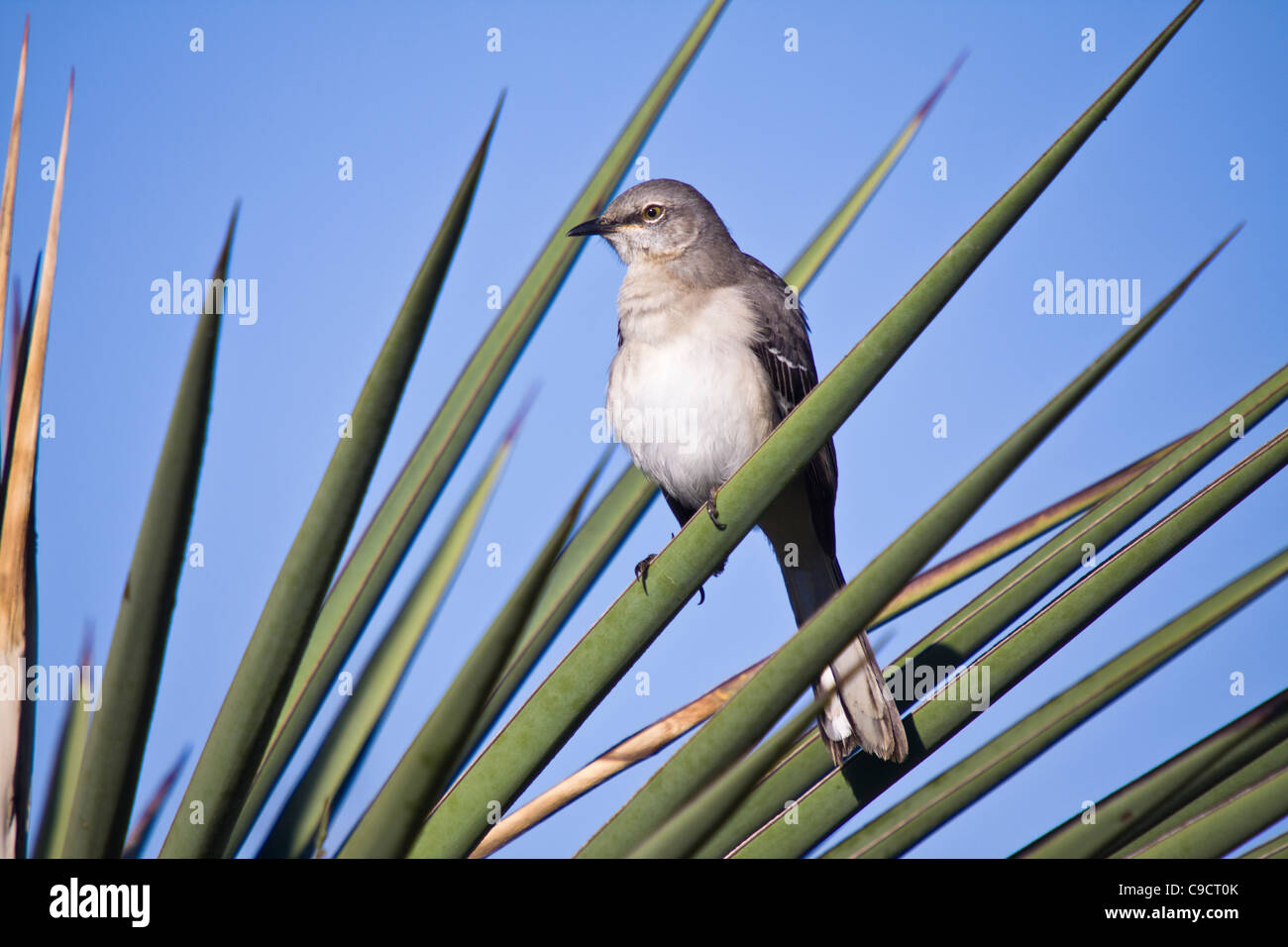Nördlicher Mockingbird, Mimus polyglottos, auf einer Ranch in Südtexas. Stockfoto