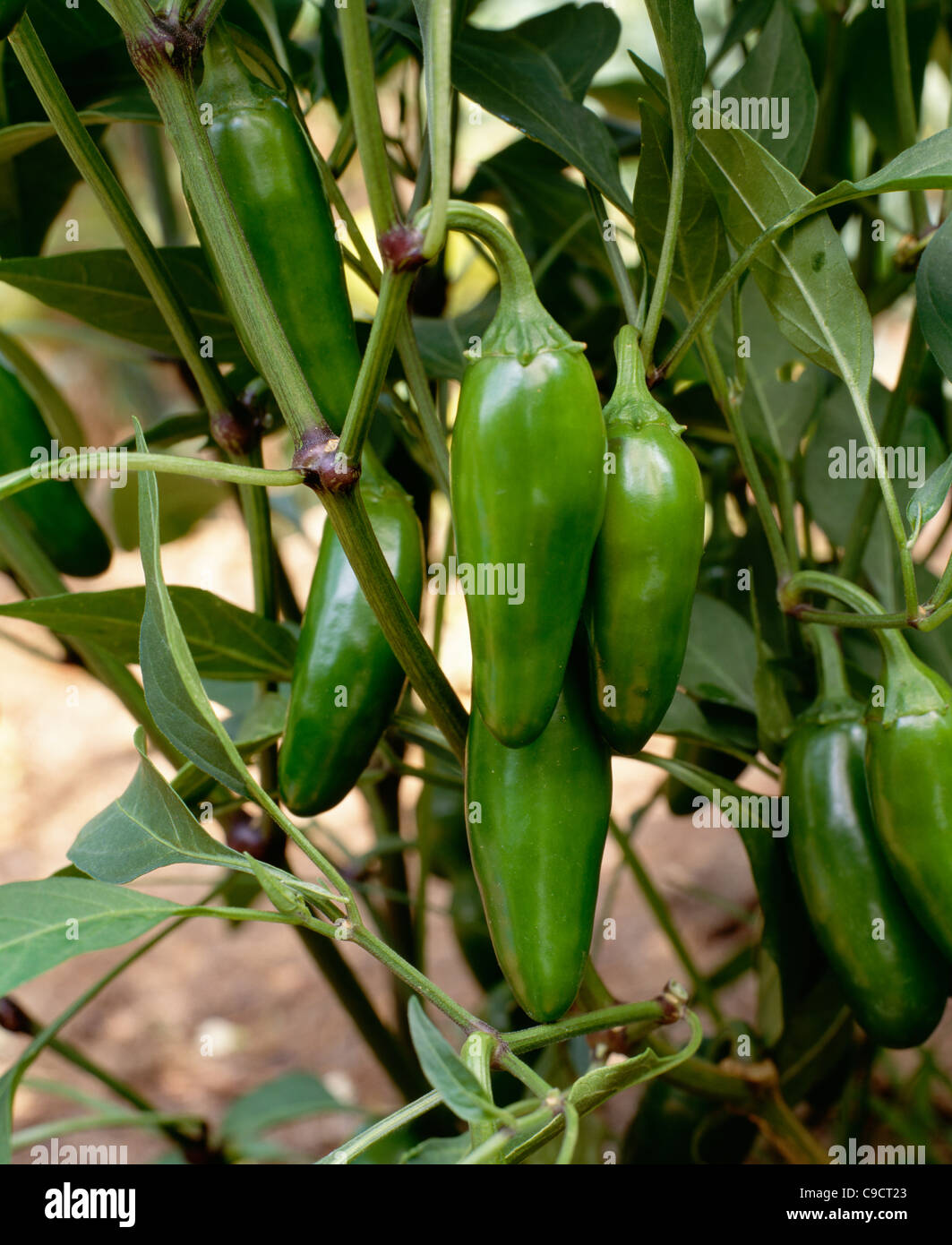 Jalapeno Peppers-produziert dickwandigen heiße Frucht tief grün bis leuchtend rot reift. Reift in 72days. Stockfoto